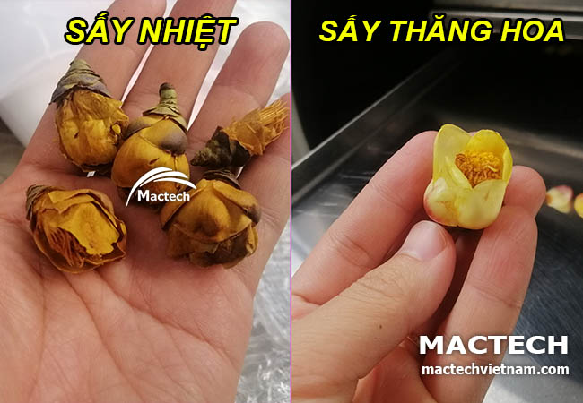 Trà hoa vàng sấy thăng hoa