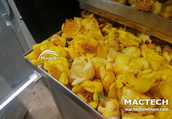 Trà hoa vàng sấy thăng hoa