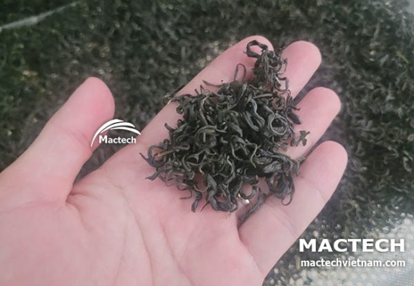 Trà mạn ướp sen sấy khô