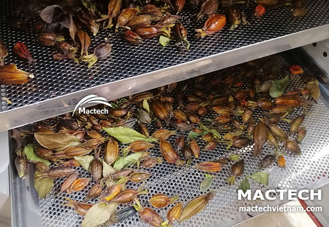 Quả dành dành sấy khô