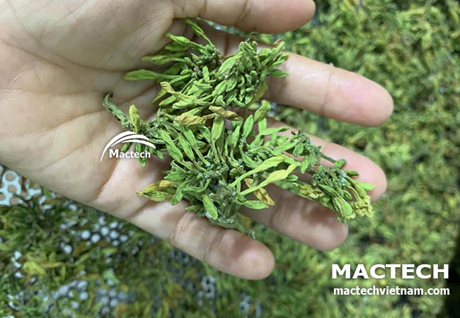 Hoa đu đủ đực sấy khô