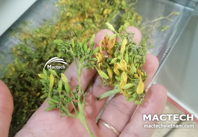 Hoa đu đủ đực sấy khô