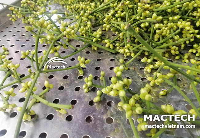 Nụ vối sấy khô làm trà