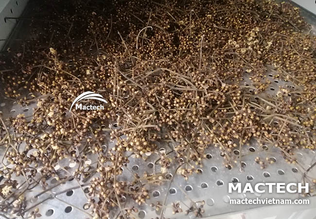 Nụ vối sấy khô làm trà