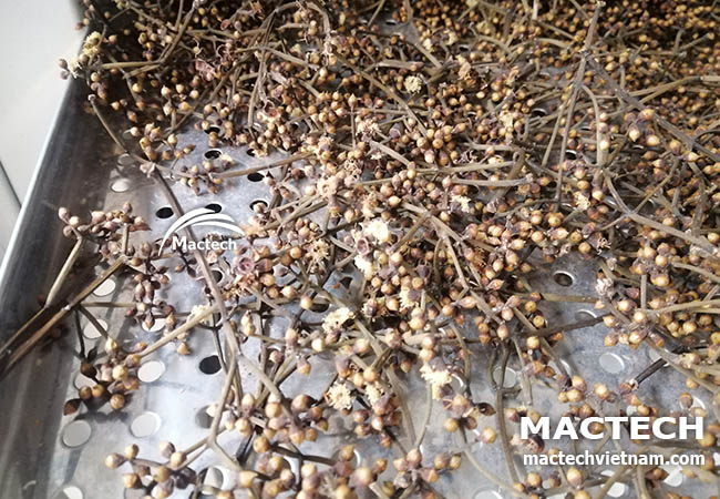 Nụ vối sấy khô làm trà