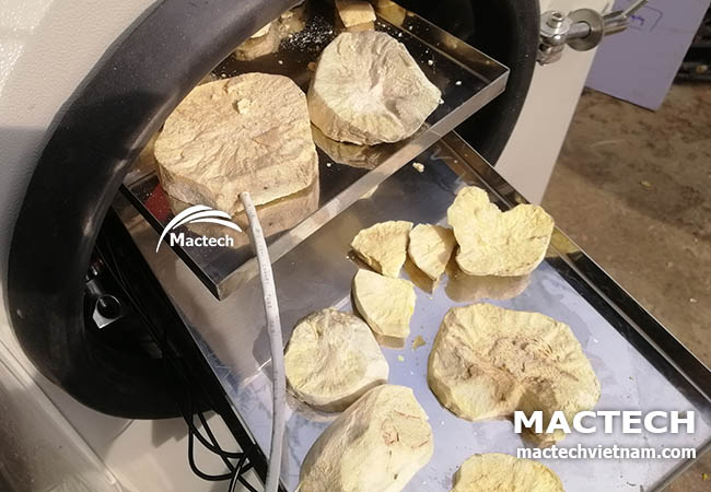 Sâm khoai sấy đông khô