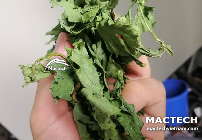 Cần tây sấy khô