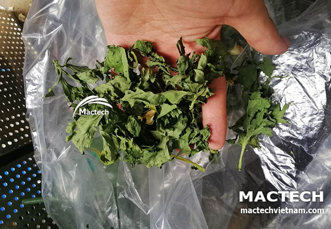 Cần tây sấy khô