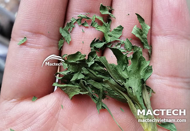 Cần tây sấy khô