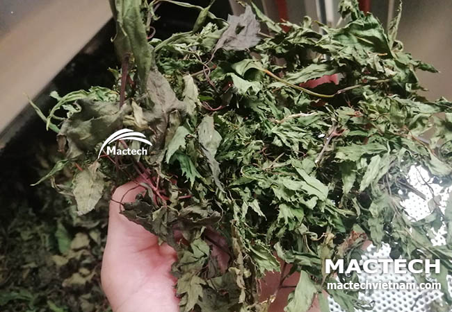 Lá đinh lăng sấy khô