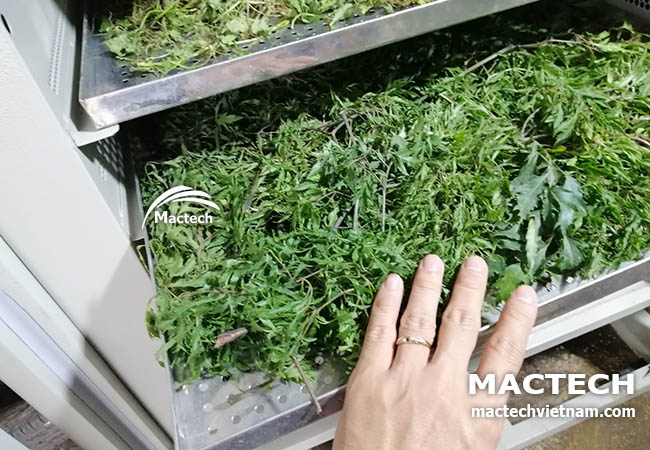 Lá đinh lăng sấy khô