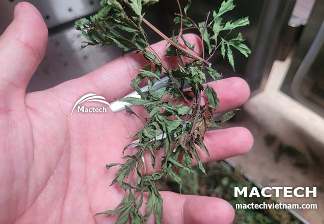 Lá đinh lăng sấy khô