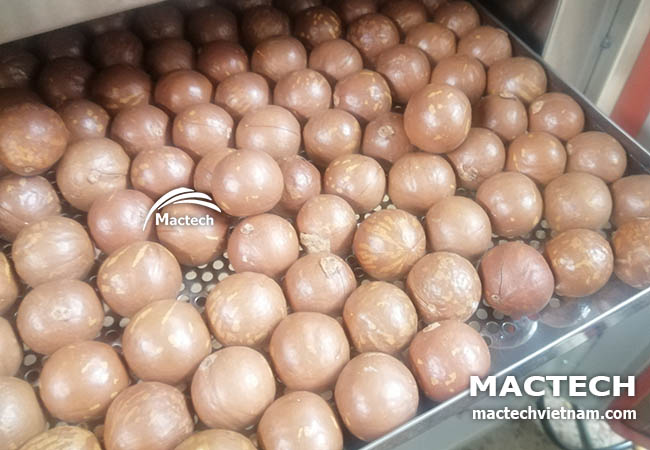 Hạt macca sấy chín thơm