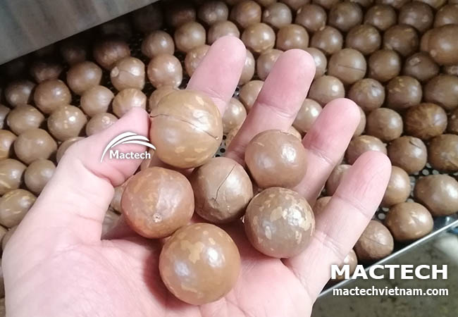 Hạt macca sấy chín thơm