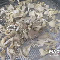 Nấm sò sấy khô