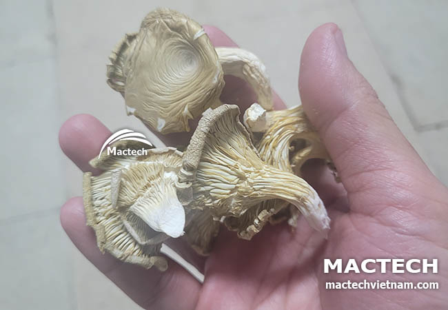 Nấm sò sấy khô