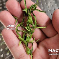 Lá chanh sấy khô