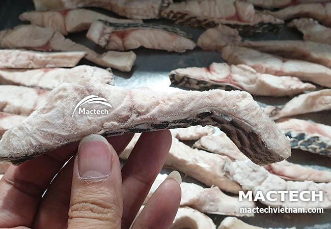 Máy sấy thăng hoa cá rô phi Mactech