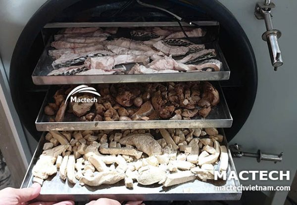 Máy sấy thăng hoa cá rô phi Mactech