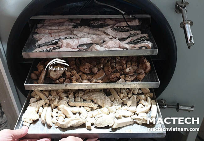 Máy sấy thăng hoa cá rô phi Mactech