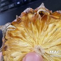 Máy sấy dứa dẻo Mactech