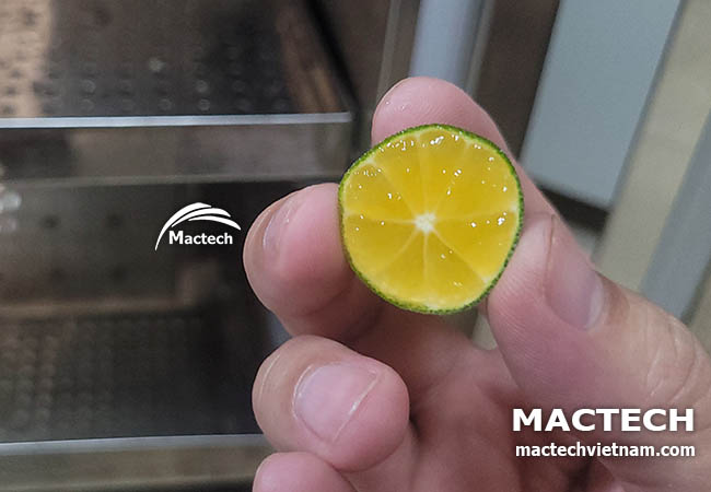 Quất sấy khô làm thuốc