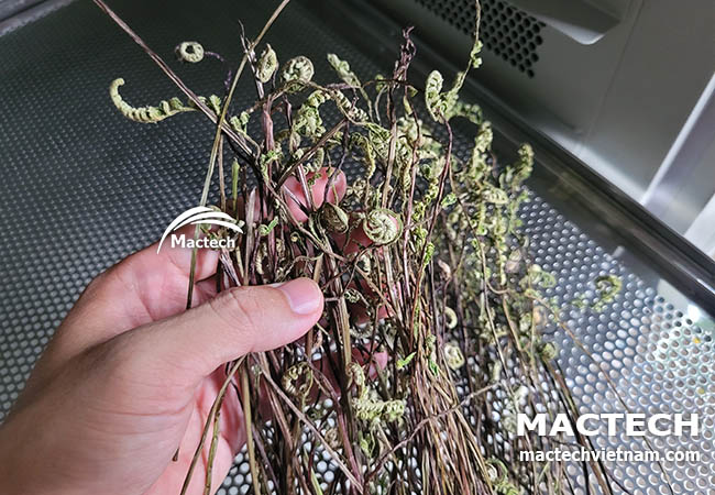 Rau dớn sấy khô