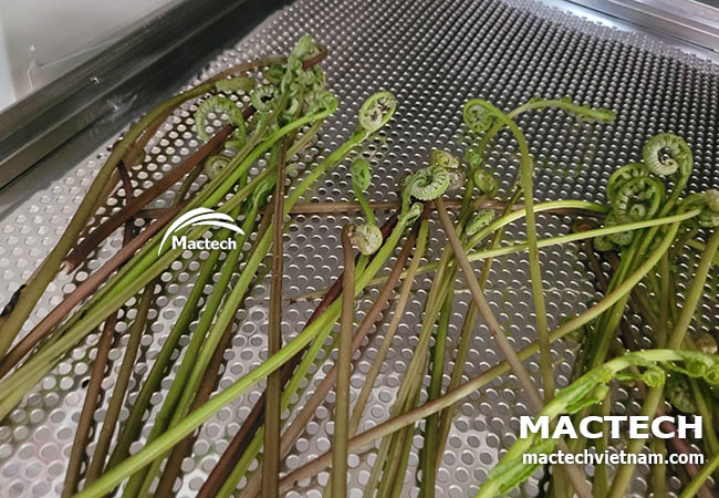 Rau dớn sấy khô