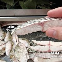 Cá rô phi sấy đông khô