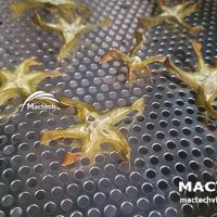 Khế sấy khô làm trà