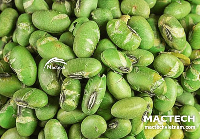 Đậu xanh sấy giòn để nghiền bột