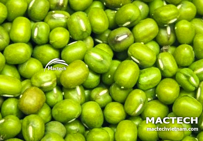 Đậu xanh sấy giòn để nghiền bột