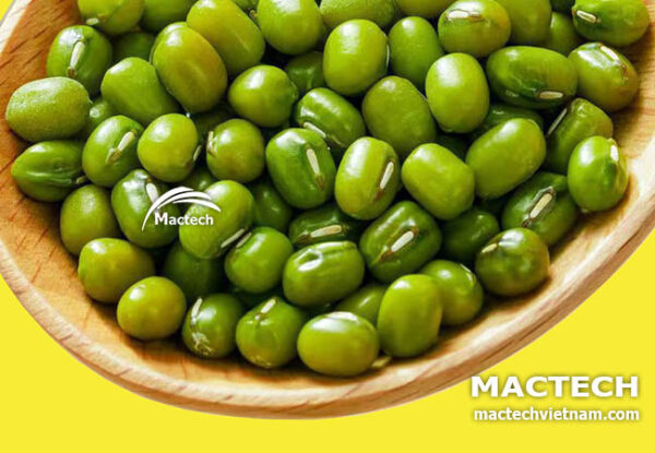 Máy sấy khô hạt đậu xanh